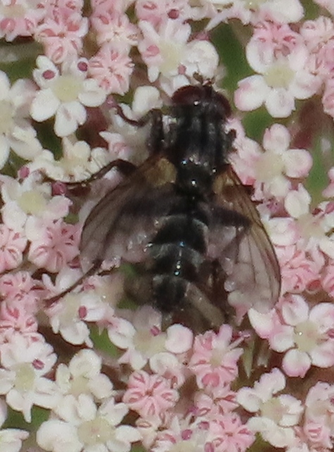 Woodlouse-Fly